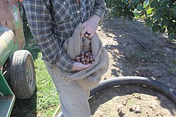 Hazelnuts Oregon State.jpg