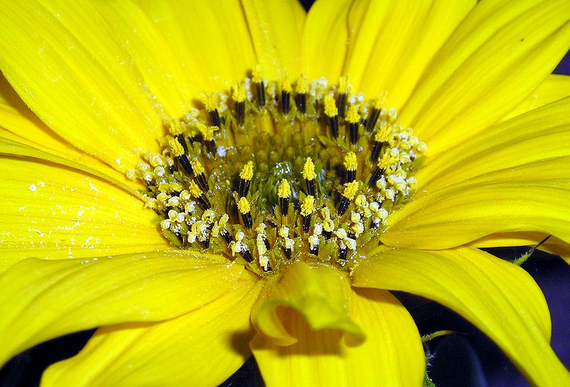 File:Helianthus annuus stamper.jpg