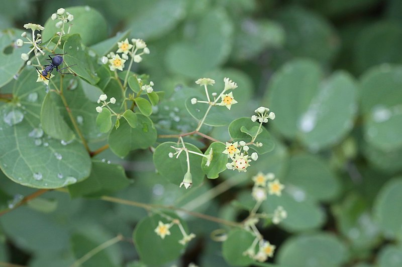 File:Helinus integrifolius (Rhamnaceae) (48871804583).jpg