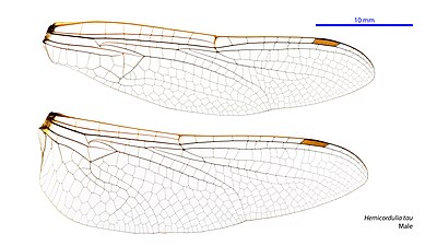 Крылья океании. Archaeosynthemis leachii. Вислокрылки Acanthacorydalis. Baikalobia guttata строение. Neurothemis oligoneura.