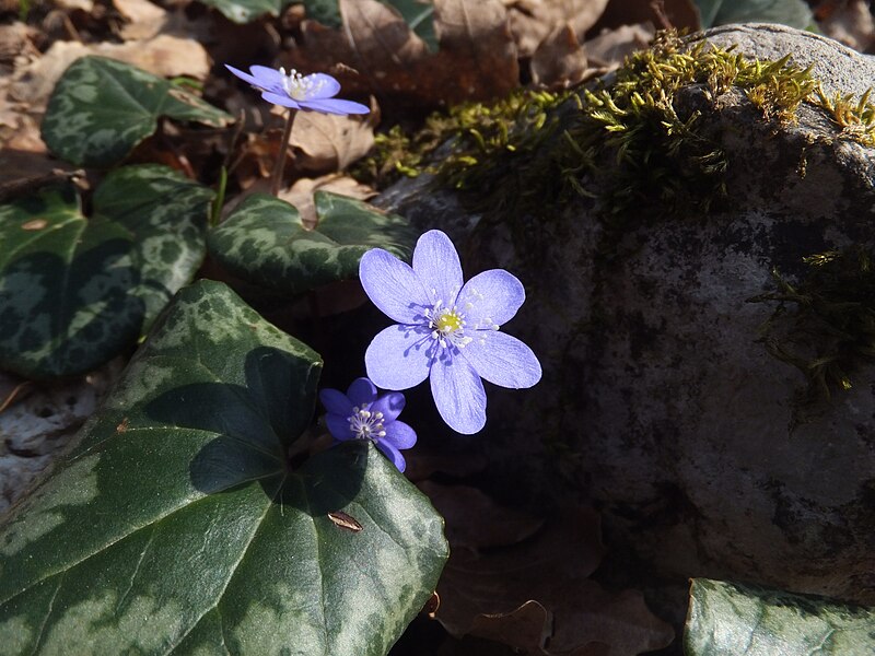 File:Hepatica nobilis Trento 03.jpg