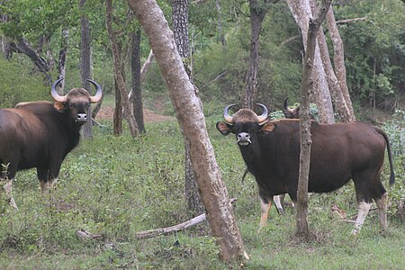 ไฟล์:Herd of Gaur at Bandipur national park.JPG