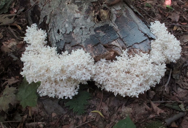 File:Hericium coralloides (Scop.) Pers 360059.jpg
