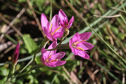 TÌNH YÊU CÂY CỎ ĐV 5 - Page 74 420px-Hesperantha_baurii_%28Iridaceae%29_%286932181625%29