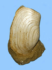 Hiatellidae - Panopea glycymeris.JPG