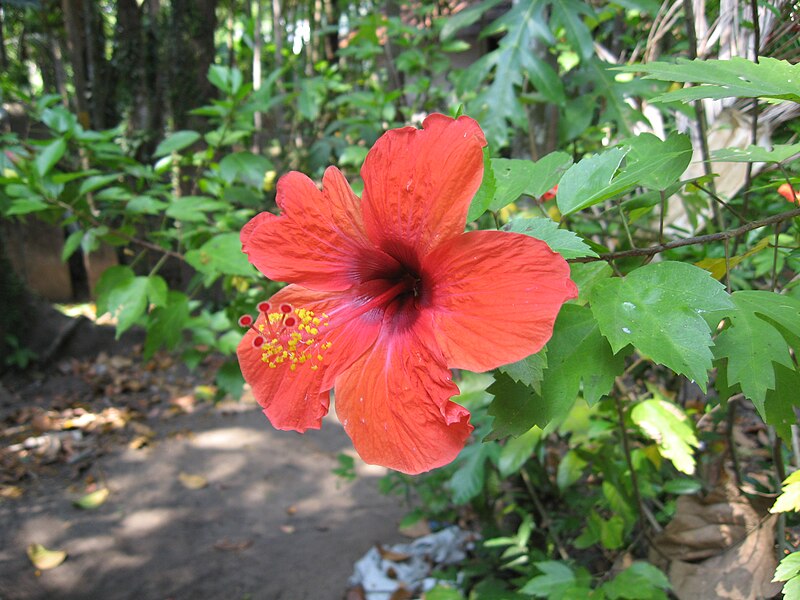 File:Hibiscus5.JPG