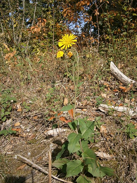 File:Hieracium sabaudum01.jpg