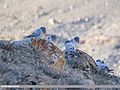 Hill Pigeon (Columba rupestris) (45487819984).jpg