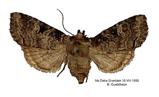 <i>Hillia iris</i> Species of moth