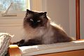 Himalayan Male Cat Cosmo 51x84x3456 2012-2-7 by A Silverstein.jpg