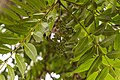 Hojas e inflorescencia del Cedro centenario en el convento de Santa Rosa de Ocopa, Concepción, Junín