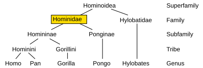 ಮಾನವ: ಮೂಲ, ಮಾನವ ವಿಕಾಸ, ಮಾನವನ ಆರೋಗ್ಯ ಆಯುಷ್ಯ