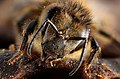Der Kopf einer Biene ist vier Milimeter breit.