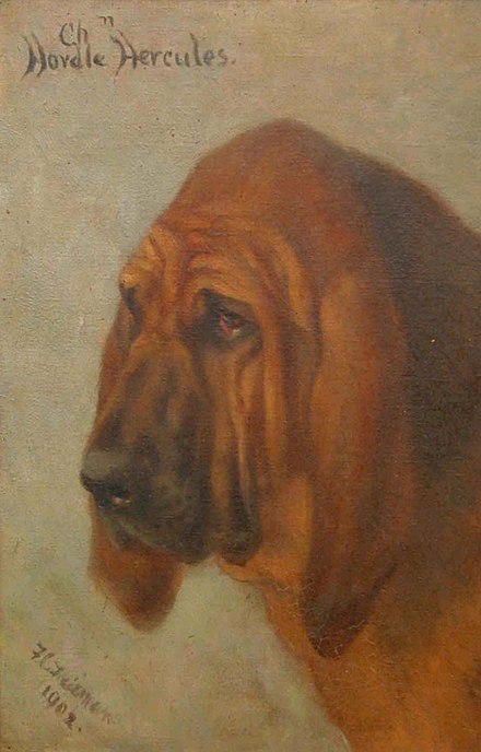 Ancestor of pedigree Bloodhounds, 1902
