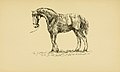 Horses in accident and disease BHL20613437.jpg
