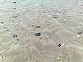 Hot sands on the beach (2761339547).jpg