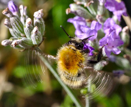 Bumblebee landing on a lavender bud