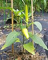 Hungarian wax pepper small plant with two peppers and flowers.jpg