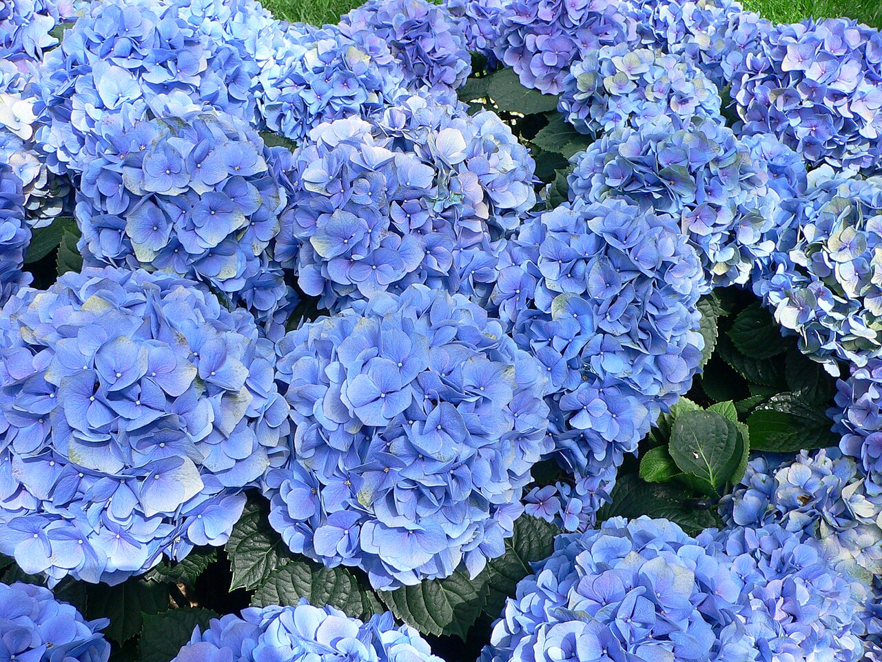 Tập tin:Hydrangea macrophylla - Hortensia  – Wikipedia tiếng  Việt