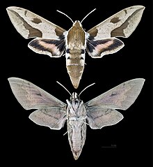 Hyles nicea nicea MHNT MEMOTONG 2010 0 187 Aiguines Var female.jpg