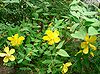 Hypericum monogynum1.jpg