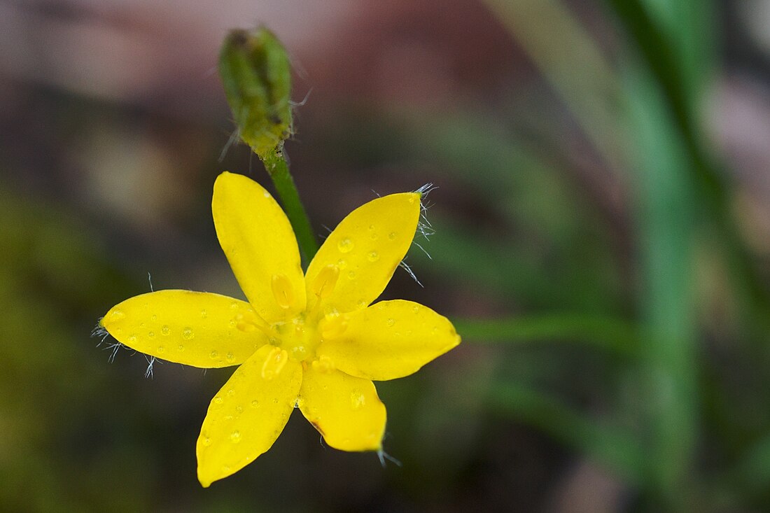 Hypoxis hirsuta