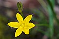 Hypoxis hirsuta.jpg