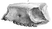 Illustration of a fossilized partial cranium of the Eocene odd-toed ungulates Hyracotherium Hyracotherium leporinum.jpg