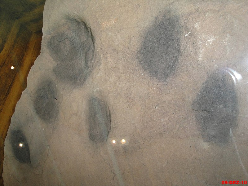 File:Iconofósseis(pegadas de Dinossauros) expostas no Museu de Arqueologia e Palentontologia de Araraquara-MAPA - panoramio.jpg