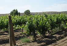 The microclimate of these vines in Idaho is influenced by mesoclimate of the vineyard and the macroclimate of the Snake River Valley AVA. Idaho vineyard.jpg