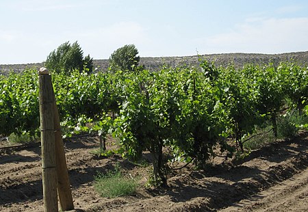 Idaho vineyard.jpg