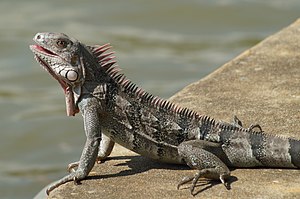 Тюз игуана (Iguana iguana)