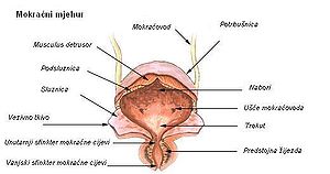 Mokraćni Mjehur