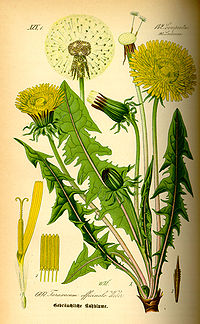 Illustration_Taraxacum_officinale0.jpg