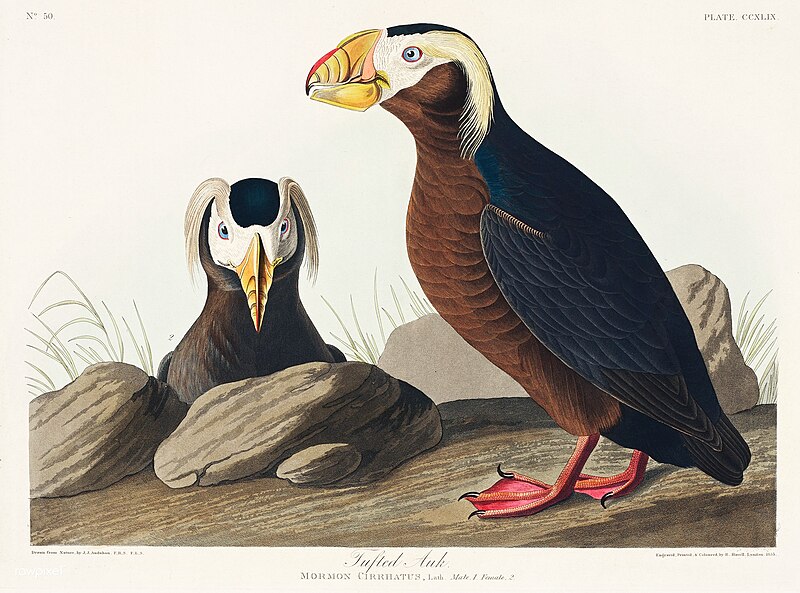 File:Illustration from Birds of America (1827) by John James Audubon, digitally enhanced by rawpixel-com 249.jpg