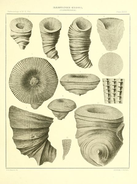 File:Illustrations of Devonian fossils BHL12075154.jpg