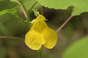 노랑물봉선(Impatiens noli-tangere)