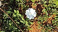 Beautiful White flower in Poovankurichi