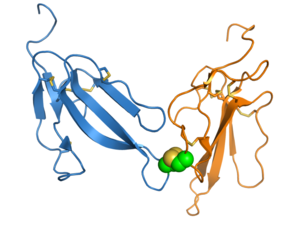 Irditoxin dimer 2h7z.png