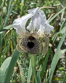 Iris bismarckiana on Mount Yona, Nazareth, Israel Iris-bismarckiana-Zachi-Evenor-01.jpg