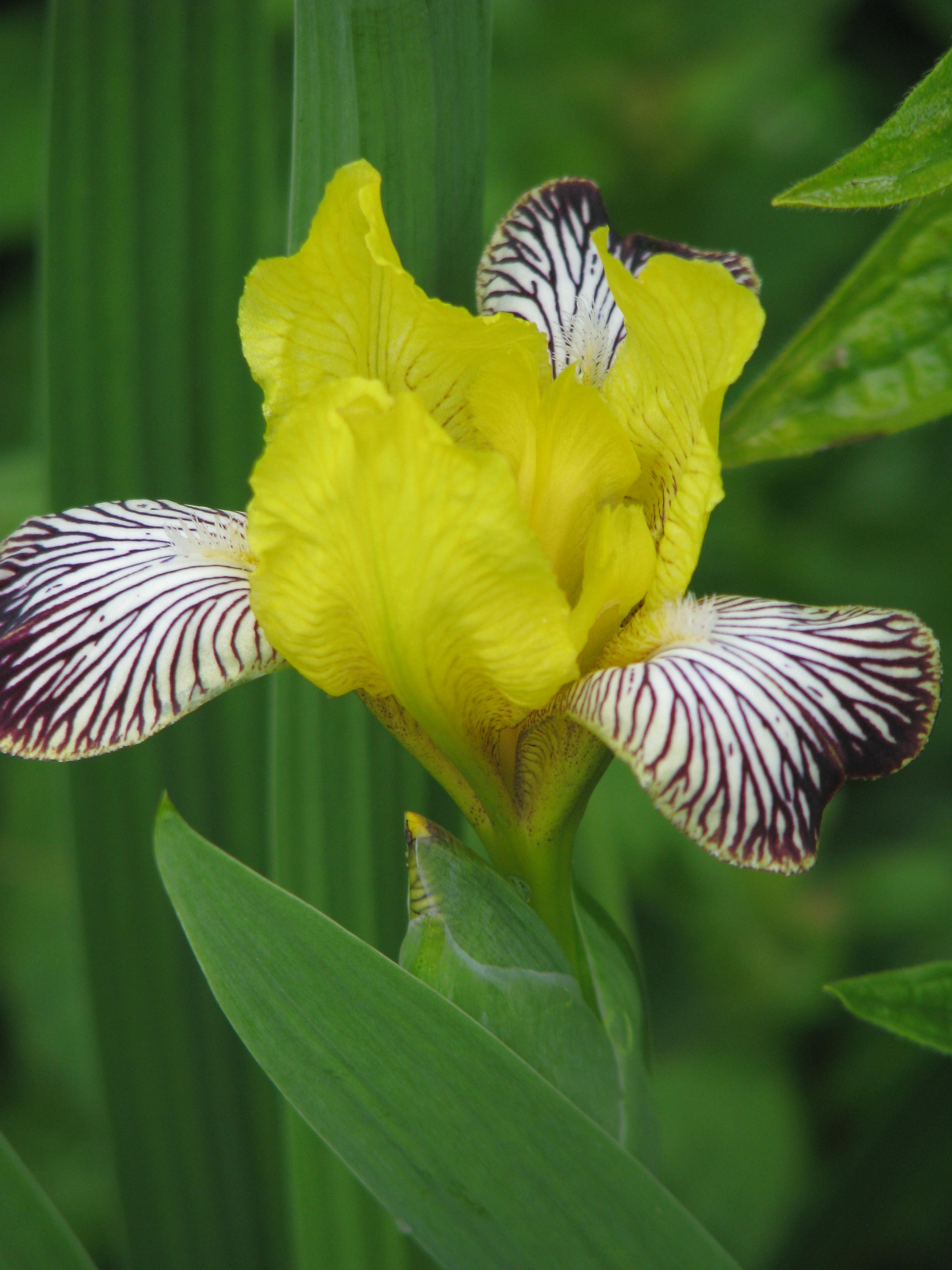Iris variegatus (14117406849).jpg