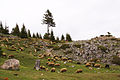 Cute nature of Istog mountains in the western Kosovo