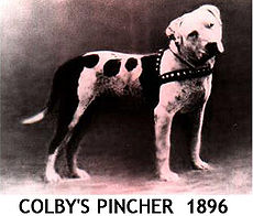 Colby's Pincher, a great-grandson of the famous Lloyd's Pilot. Weight 56 pounds. US, 1896. It's said that Colby's Pincher was "The greatest fighting dog that ever lived".jpg