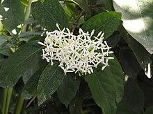 Ixora finlaysoniana - Ботанический сад Лион - DSC05403.JPG