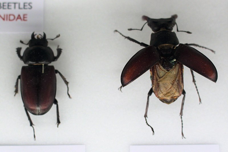 File:Iz - Lucanus cervus - 10.jpg