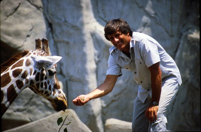 Zoo director Jack Hanna offers food to a giraffe, c. 1992