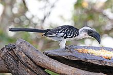 Jackson's hornbill (Tockus jacksoni) female.jpg