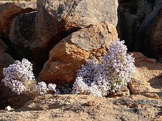 <i>Jamesbrittenia</i> Genus of Scrophulariaceae plants