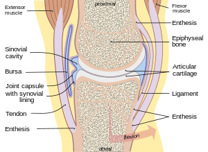 kalcaneális bursitis tünetei és kezelése csípőfájdalom fekvő helyzetben