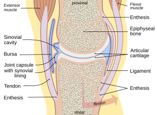 Joint Location at which two or more bones make contact